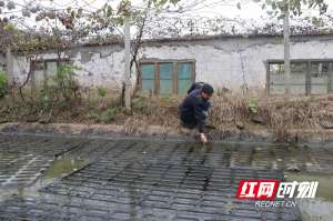 安康有养殖黄鳝的吗(西湖致富带头人夏新招：种养结合蹚出致富路)