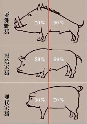 野猪养殖环境(局部泛滥的野猪，为什么是我国三有保护动物？)