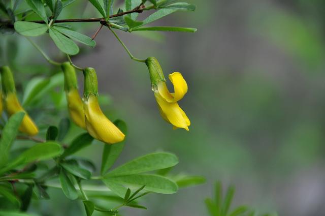 金雀花不开花？做好这几件事，枝繁叶茂鲜花开满树枝