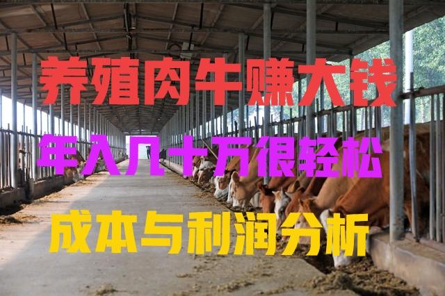 养殖肉牛成本、利润最全分析，想养牛的不可错过