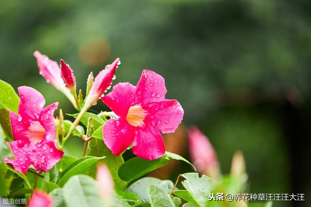 双喜藤只长叶子不开花，只因这两点没做好，改往修来，开花多多