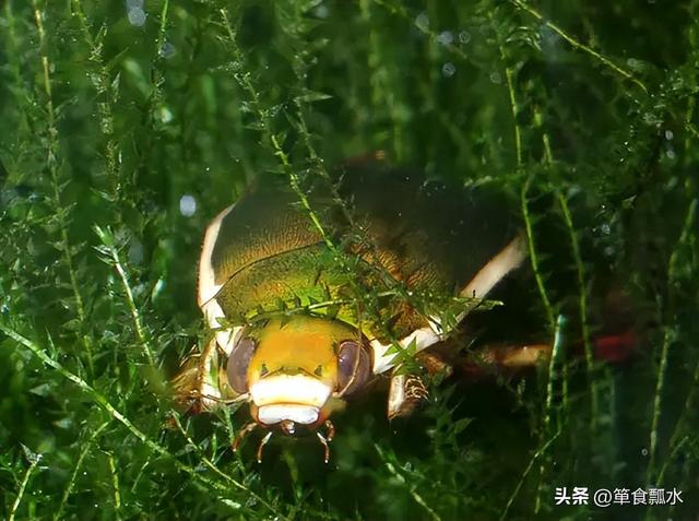 龙虱（虾鳖子）及其幼虫水蜈蚣（水夹子）