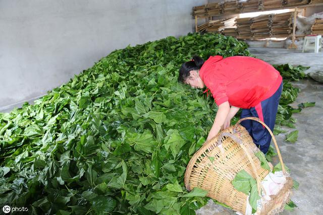 西安夫妻建起农业王国，种桑养蚕办猪场，一年能出3000头猪