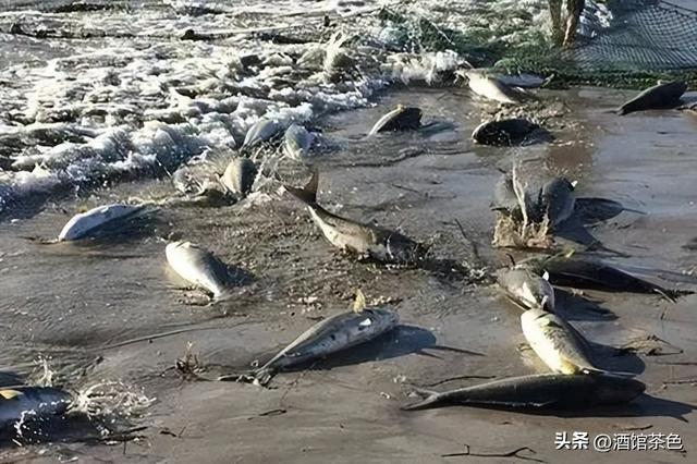 马友鱼的生物特征，以及其生态健康养殖技术