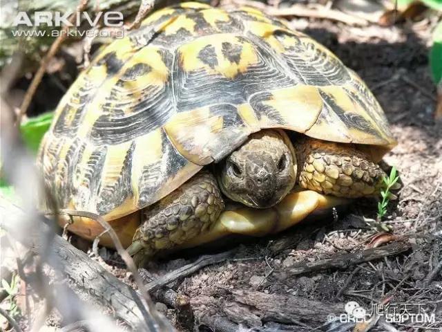 旱地小面包：赫曼陆龟饲养全解