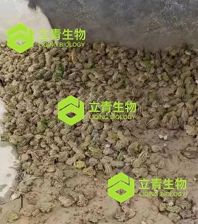 精细管理，大大提高青蛙驯食成功率