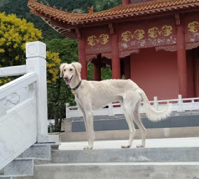 浅谈中国最为凶猛的犬