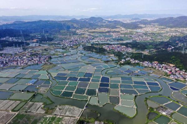 福建福清：鳗鱼淡水养殖助推乡村振兴