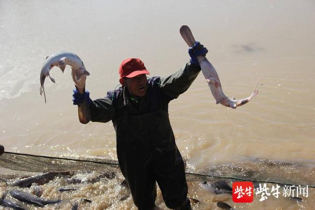 稀罕啊！南京溧水一鱼塘竟然捞出鸭嘴鱼