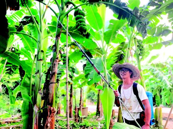 规模化种植芭蕉第一人，桂林小伙带领村民致富