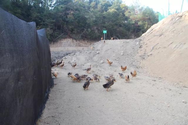 岳西这里的鸡飞上树，大明山正宗土鸡养殖场，生态散养满山跑