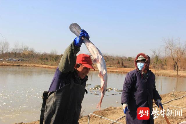 稀罕啊！南京溧水一鱼塘竟然捞出鸭嘴鱼