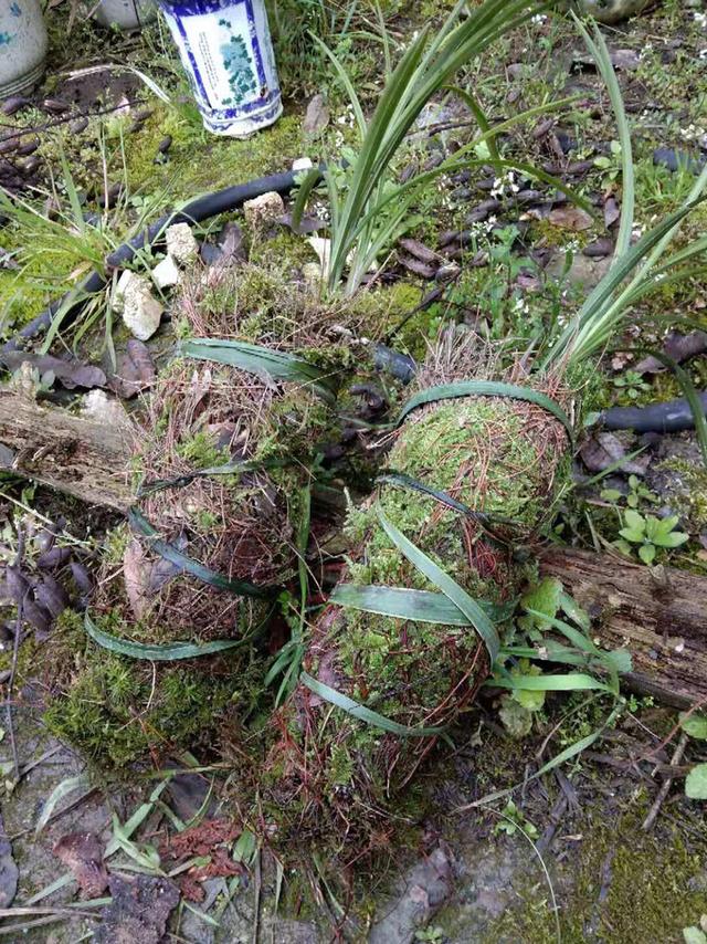 用苔藓栽种兰花的方法和技巧