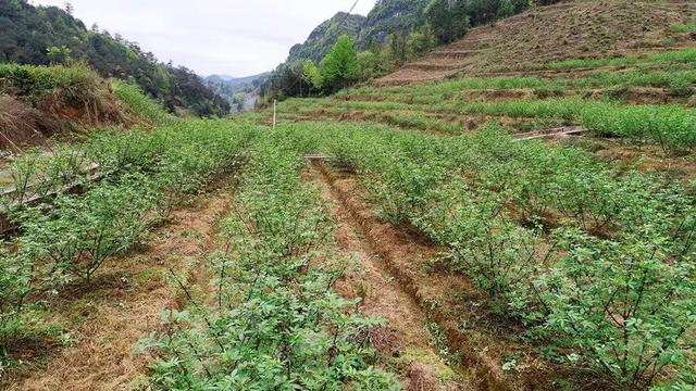 余庆一种养大户，林下养殖，养出好“钱景”