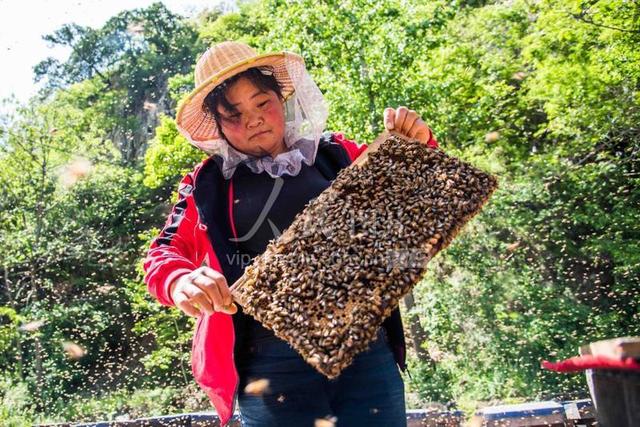 山东青州：初夏放蜂忙 酿造致富蜜