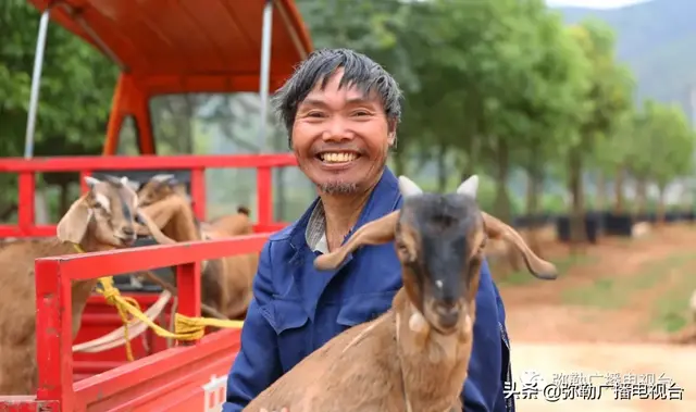 厉害！弥勒这个养殖基地，免费发小羊