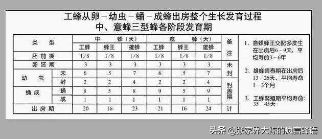 定点养殖中蜂，人工育王：几点真实又有效的实战小技能