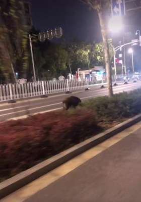 江苏豪猪养殖基地(女子南京街头偶遇野猪狂奔，受惊吓误称“豪猪”)