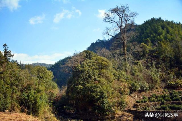 村民在池塘里养鱼，水鸟常光顾，看其怎样处理