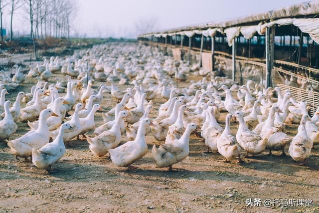 全面清查违法养殖，多地养殖场被拆，养殖户该如何应对？