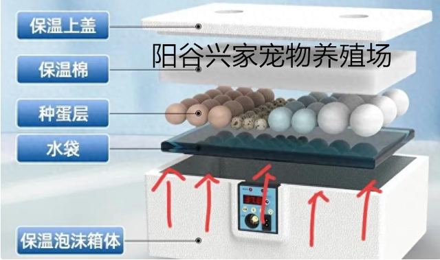 新手孵化芦丁鸡，各种家庭孵化器的选择与使用要点