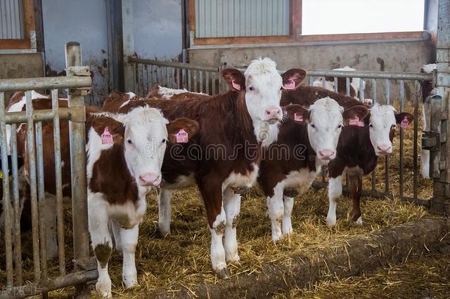 肉牛高效养殖技术