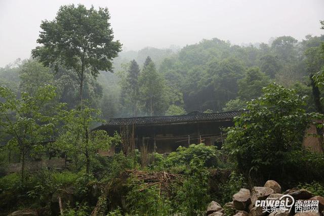 养八条狗可对付野猪群 招土蜂种天麻老王靠山致富