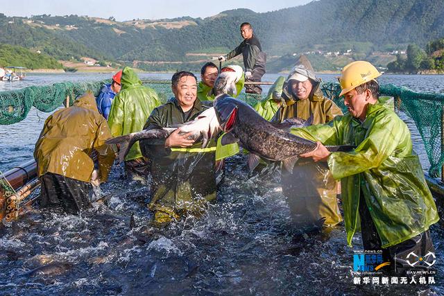 湖北保康：生态养殖水美鱼肥