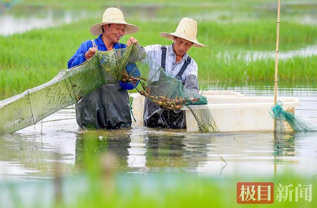 湖北江陵：独特养殖法让小龙虾抢先上市，产品热销一线城市