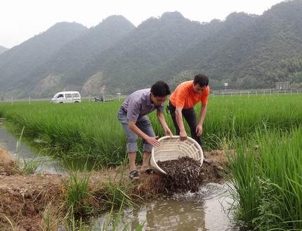 养殖泥鳅的利润、产量如何？养殖泥鳅需要什么条件，一文说清