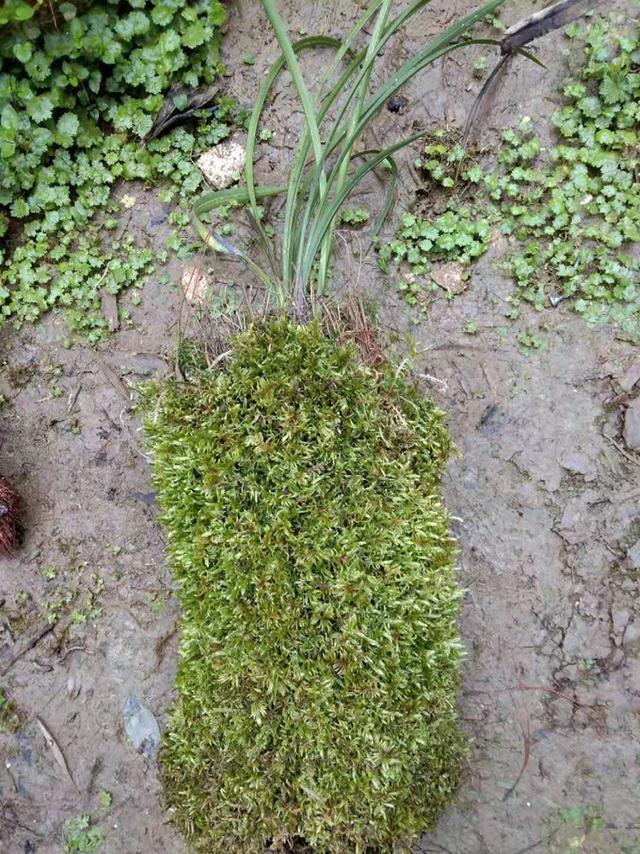 用苔藓栽种兰花的方法和技巧