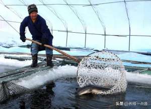 温室养殖泥鳅(鱼塘冬季防寒保暖六措施，暖棚+增氧，饲料也得调)