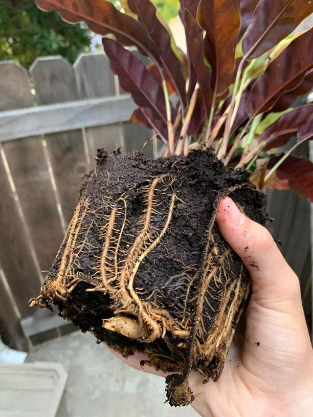 喜阴植物观赏竹芋盆栽的繁殖过程，实操教你换盆分株，移栽后恢复