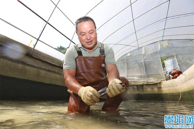 特色养殖产业兴 水美鱼肥“丰景”好！探寻息烽县西山镇小堡村渔业丰收的“密码”