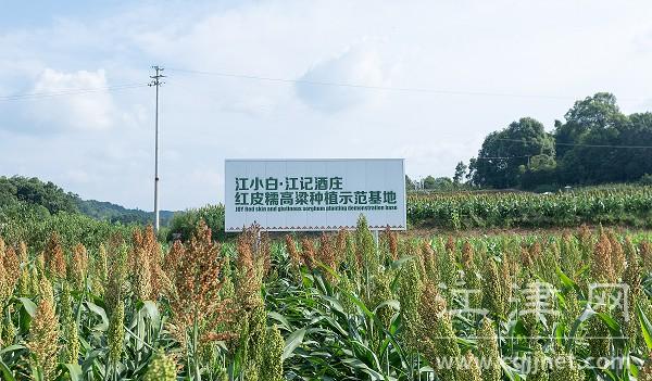 四字秘诀 看江记酒庄如何抓住乡村振兴“牛鼻子”