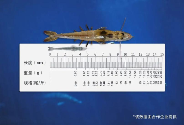 LED光照新技术，点亮水产养殖“新视界”