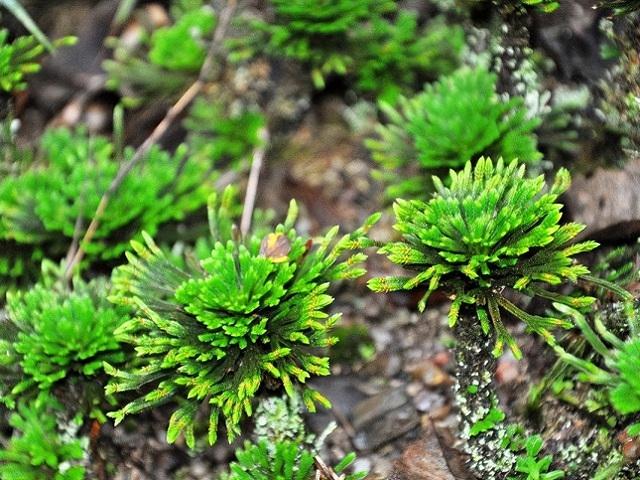 爬山时，别去采桩，遇到“还魂草”，记得挖一棵，养在家里有好处