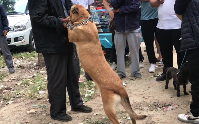 山东：马犬不舍主人，可主人扇了它一巴掌后，就把狗狗送到狗肉车