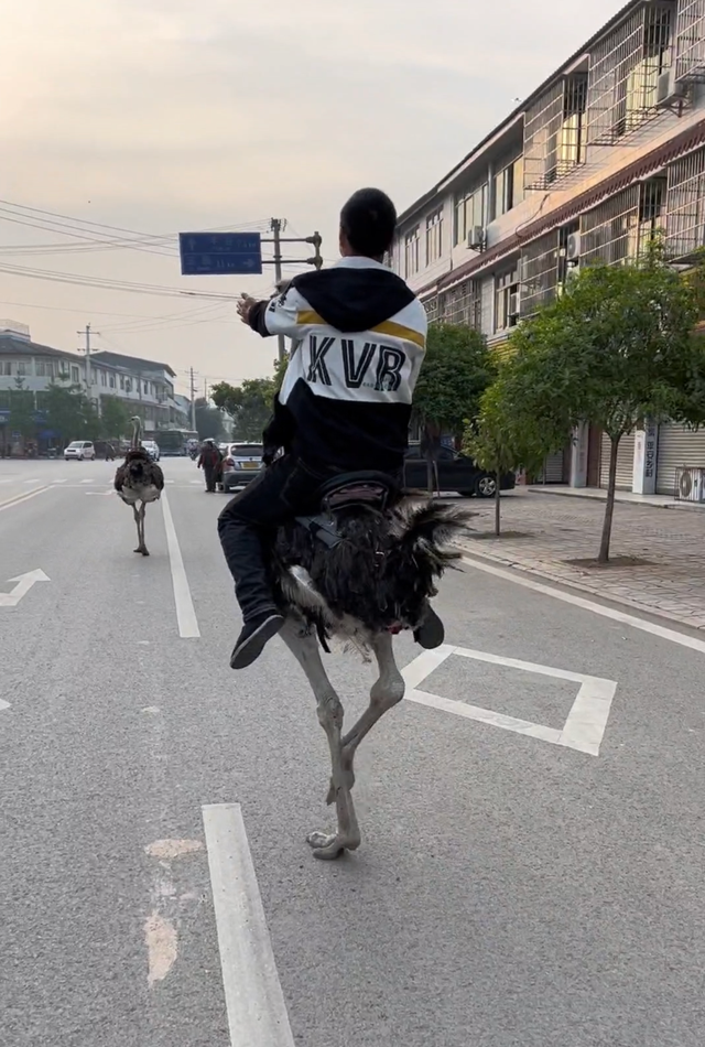 绵阳一男子骑鸵鸟上马路遭举报 警方：系养殖基地训练师，已批评教育