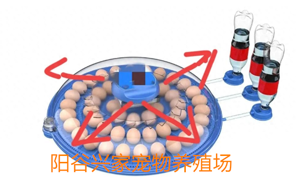新手孵化芦丁鸡，各种家庭孵化器的选择与使用要点