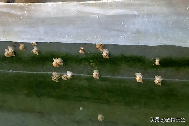 方斑东风螺的生物习性与高效的人工养殖育苗技术