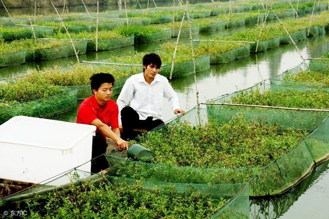 注重黄鳝的“营养搭配”，为黄鳝培育“私房菜”