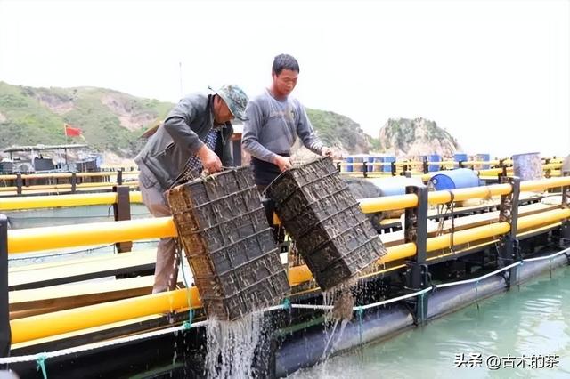 管角螺的生物特性及养殖技术