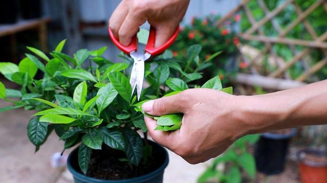 栀子花的养护“3技巧”，花多味香，花苞更多，枝枝都有花