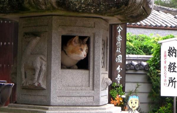 喜欢缩在石灯笼里的“小月亮”日本国分寺寺猫的十年因缘