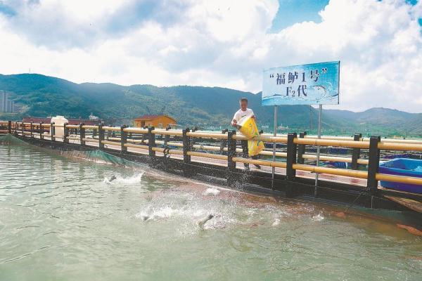 闽东福鼎：发展鲈鱼产业，助力地方产业升级壮大