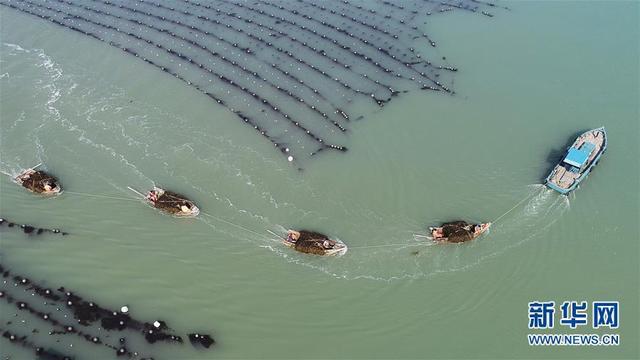 山东荣成：海带进入收获季