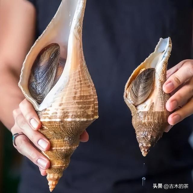 管角螺的生物特性及养殖技术