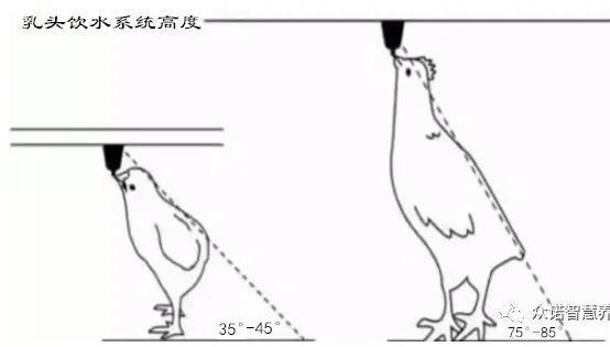 肉鸡的饲养管理有讲究，值得收藏!