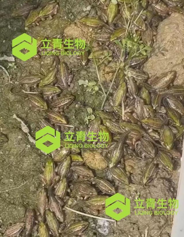 精细管理，大大提高青蛙驯食成功率